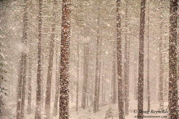 Trees In Snow-ajszwm-H8274BL