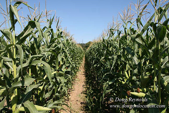 Farm 4 has Barns Shops they grow Wheat and Corn.  in the Portland Zone
