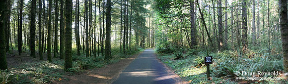 Paved road in Trees