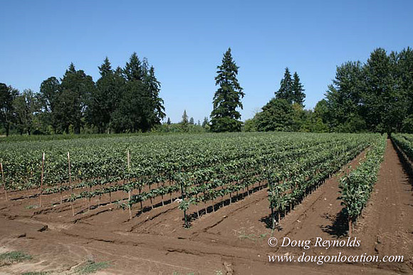Farm 4 has Barns Shops they grow Wheat and Corn.  in the Portland Zone