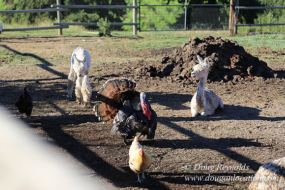 Patricks Farm Well maintained property, Lots of flowers Old Barn Farm House fruit trees Berries, Goats, Chicken’s, Turkey,