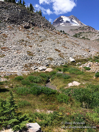 Mt Hood