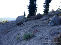 Mt Hood