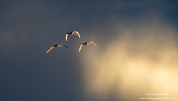 Egret flying to Sunset