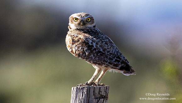 Burrowing Owl