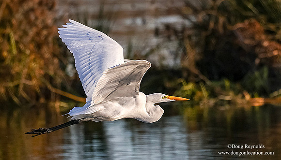 Egret Flying