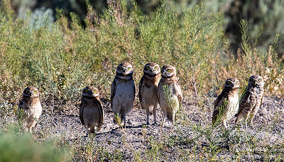 Burrowing Owls