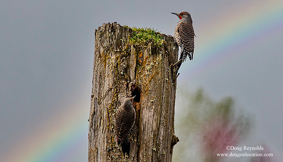Flicker on Stump Rainbow