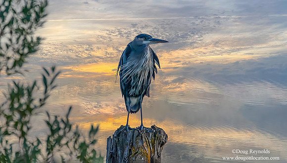 Great Blue Heron