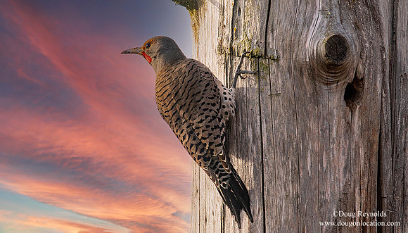 FLicker at Sunset