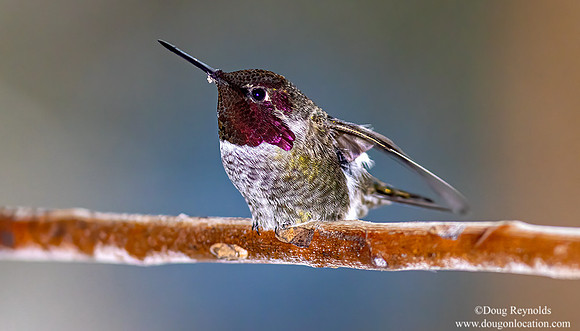 Hummingbird Winter