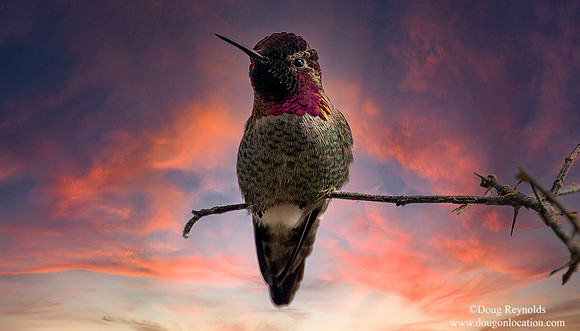 Hummingbird on Branch Sunset