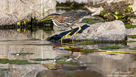 Green Heron on Rock