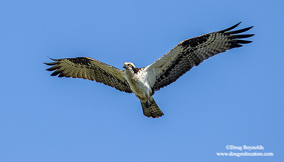 Osprey Flying