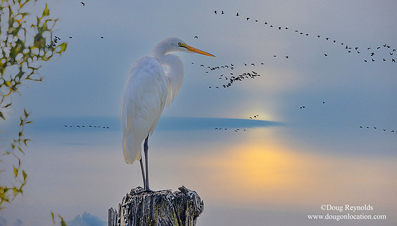 White Egret on pole Sunset