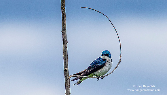 Swallow on Stick