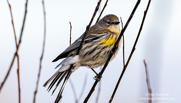 Yellow Rumped Warbler