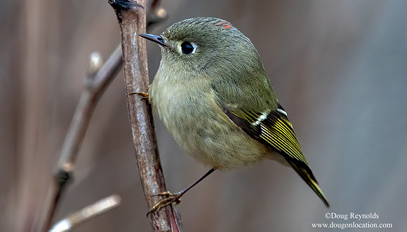 Ruby Crowned Kinglet
