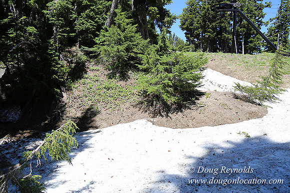 Medow's Snow-5652
