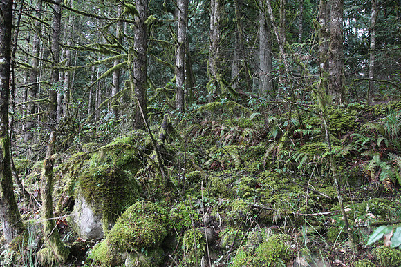 McIver Park Horse Trail 2-5183