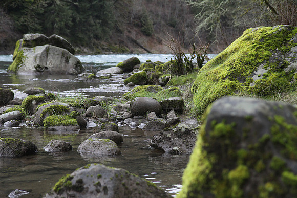 McIver Park Horse Trail 2-5193
