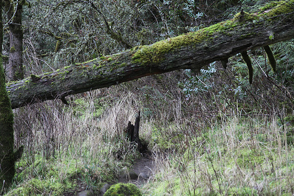 McIver Park Horse Trail 2-5200