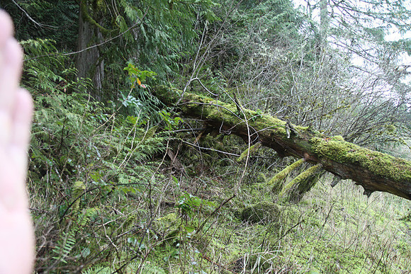 McIver Park Horse Trail 2-5201