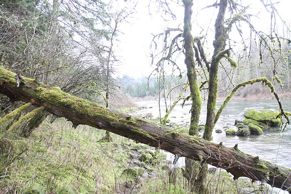 McIver Park Horse Trail 2-5202