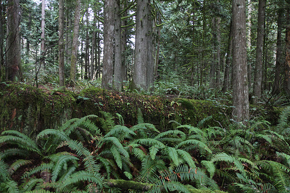 McIver Park Horse Trail 2-5213