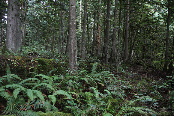 McIver Park Horse Trail 2-5214