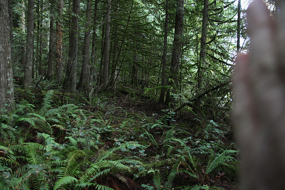 McIver Park Horse Trail 2-5215