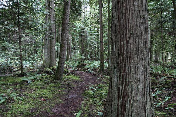 McIver Park Horse Trail 2-5218