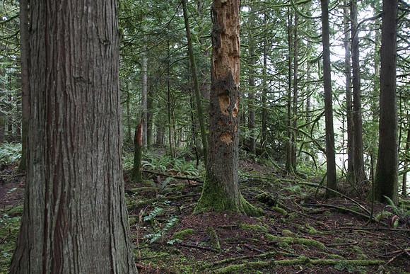 McIver Park Horse Trail 2-5219