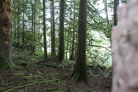 McIver Park Horse Trail 2-5220