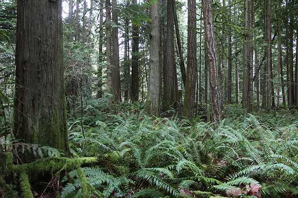 McIver Park Horse Trail 2-5221