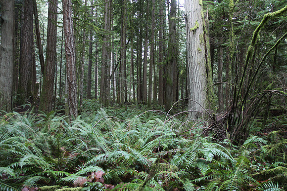 McIver Park Horse Trail 2-5222