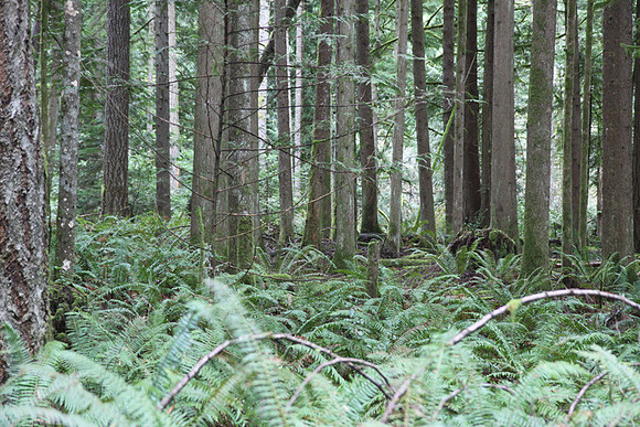 McIver Park Horse Trail 2-5223