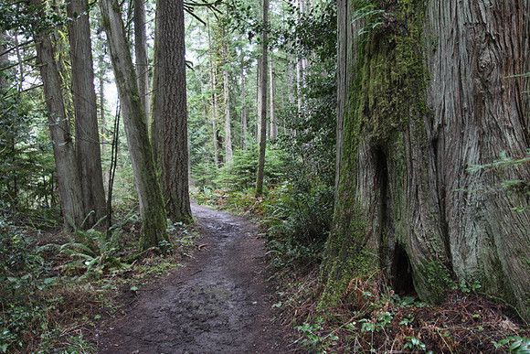 McIver Park Horse Trail 2-5224