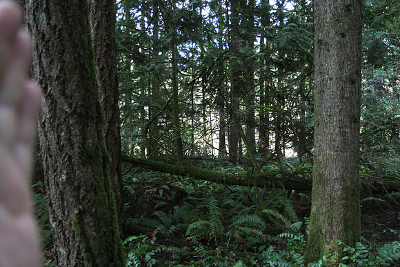 McIver Park Horse Trail 2-5228