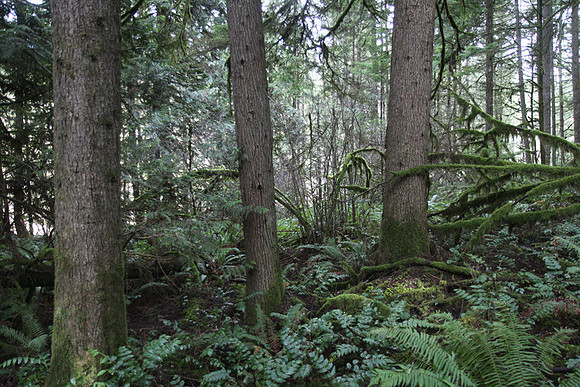 McIver Park Horse Trail 2-5229