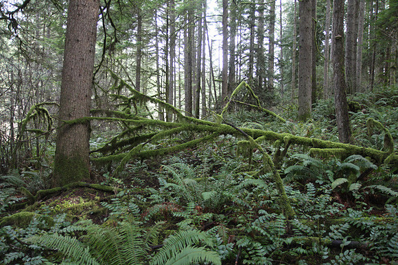 McIver Park Horse Trail 2-5230
