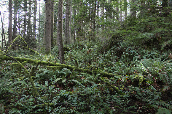 McIver Park Horse Trail 2-5231