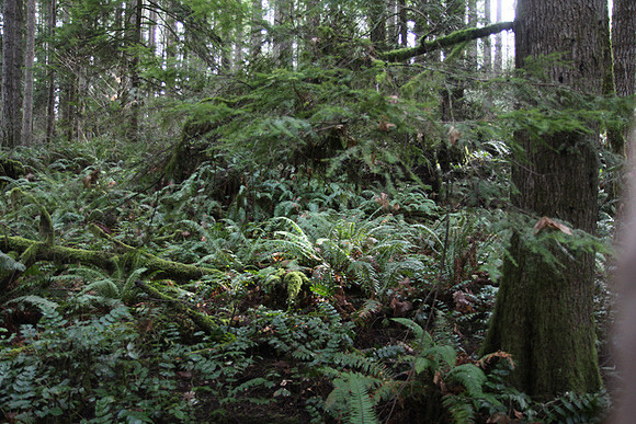 McIver Park Horse Trail 2-5232