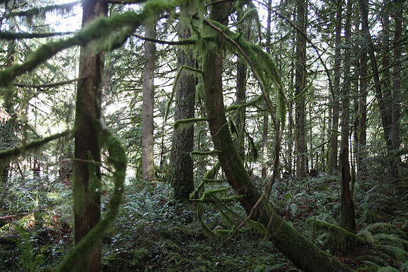 McIver Park Horse Trail 2-5233