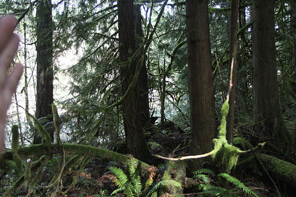 McIver Park Horse Trail 2-5234