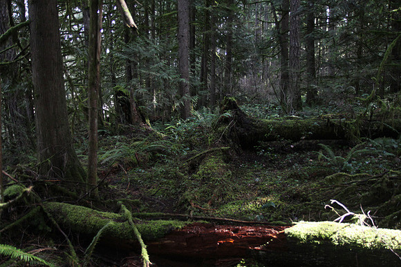 McIver Park Horse Trail 2-5235