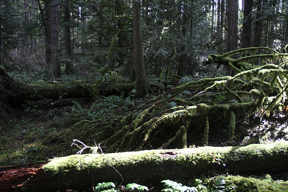 McIver Park Horse Trail 2-5236