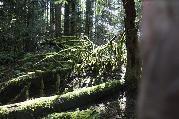 McIver Park Horse Trail 2-5237