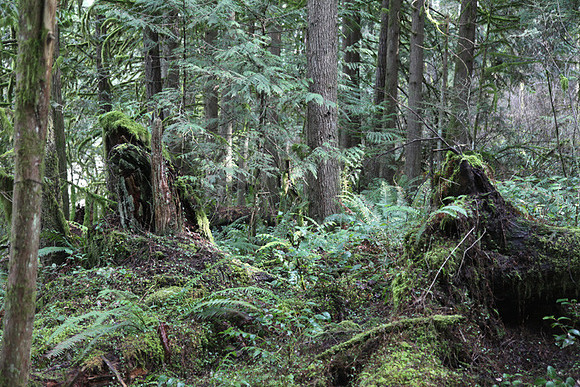 McIver Park Horse Trail 2-5238