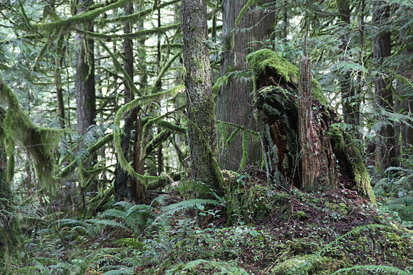 McIver Park Horse Trail 2-5239